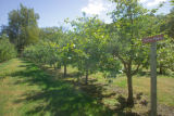 New Ulm, Apeeling Orchard, Haralson apples developed by the University of Minnesota.