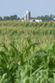 Corn field and farm buildings in southwestern Minnesota.