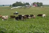 Normande dairy cows eating Sudan grass on farm near Jordan, Minnesota, the Riesgraf family.
