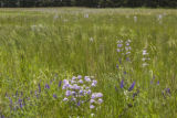 Potential alternative legume crops being investigated by University of Minnesota researchers.