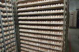 Chicken eggs in hatchery. Avian influenza disease prevention and control in poultry facilities.