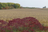Early October, just before harvest in southern Rice County.