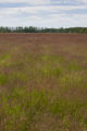 Turf grass seed production field, near harvest time.