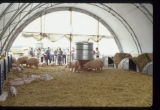 Alternative swine production research at West Central Research and Outreach Center, Morris.