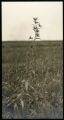 Helianthus (Haplopappus)