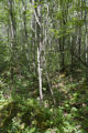 Site of a tornado approximately 25 years earlier, releasing the aspen.