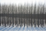 Hybrid aspen, Kandiyohi County, Minnesota, in March.