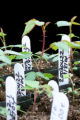 Polyantha rose breeding.
