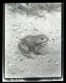 Bullfrog