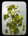 Caltha palustris, close up in laboratory