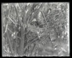 Bronzed Grackles young in nest