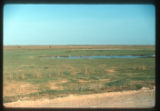 South of San Fernando Apure. Llanos. Scarlet Ibis and Egrets feeding,