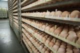 Chicken eggs in hatchery. Avian influenza disease prevention and control in poultry facilities.