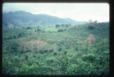 Rio Reventazon valley, view of old coffee plantation with recently pruned and resprouted poro trees (Erythrina) that will shade and fertilize the coffee. From Jungle tour train. The flowering trees are Poro.