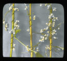 Cuscuta gronovii on Nettle