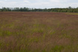 Turf grass seed production field, near harvest time.