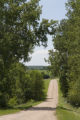 Gravel road and hardwoods in Freeborn County, southern Minnesota.