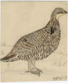 Prairie Chicken