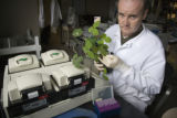 Post-doctoral researcher Shaun Curtin inspects a plant infected with soybean mosaic virus.