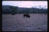 Wichita Mountains Wildlife Refuge, Bison