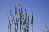 Perennial wheat grass.
