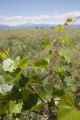 Colorado vineyard growing University of MInnesota grape varieties.