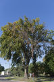Bob Blanchette (left) and Ben Held (right) looking at Dutch elm disease infected American elm that has been marked to remove in St. Paul, Minnesota.