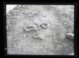 Fox Snake