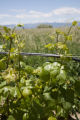 Colorado vineyard growing University of MInnesota grape varieties.