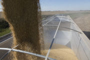 Harvesting soybeans on the Craven farm in Jackson County, Minnesota.