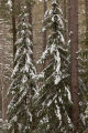 Cloquet Forestry Center of the University of Minnesota.