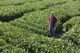 Soybean plots of University of Minnesota soybean researcher Seth Naeve for soybean production research.