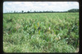 Marshes adjacent to the La Venta archaeological zone in Northwest Tabasco state, Mexico. Note Cyperus giganteus similar to Cyperus Papyrus