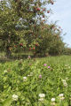 Clover flowering at Apple Junction orchard in Washington County, Minnesota.