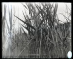 Red-winged blackbirds nest