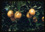 Food, Fruits Tropical, Citrus Orange