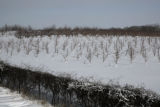 Extremely cold hardy apple varieties under development by University of Minnesota researchers with the Minnesota Agricultural Experiment Station.