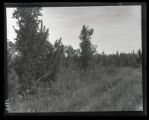 Open Jack Pine wood near Norway Beach, Cass Lake
