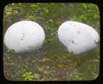 Calvatia gigantea