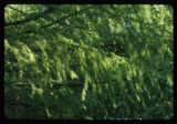 Tamarack. Cloquet Forestry Center of the University of Minnesota.