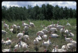 Free range turkeys outside, turkey farm near Roseau, Minnesota.