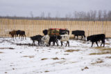 Bovine TB research and control in northern Minnesota, to prevent spread of disease between livestock (primarily cows) and wild deer.