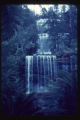 Russell Falls, Dicksonia tree ferns