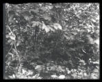 Chewinks nest and eggs, two eggs cowbirds, near, 16 miles N.E. of Warren