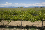 Colorado vineyard growing University of MInnesota grape varieties.