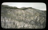 Burned chaparral near Wheeler Hot Springs, Ventura, Callifornia