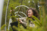 Carrie Pike with spruce subjected to different levels of early spring warming to simulate climate change and its effect on growth.