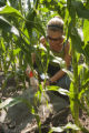 Corn rootworm susceptibility in some lines of BT corn.