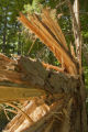 Blow down of old red and white pines on the Chippewa National Forest, Minnesota, in July, 2012.