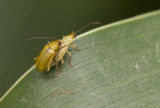 Corn rootworms mating.